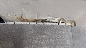 sự mục nát từ phát triển nấm mốc phá hoại sàn vinyl